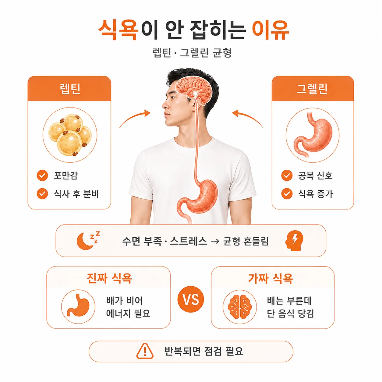 식욕을 조절하는 렙틴·그렐린 호르몬 개념도
